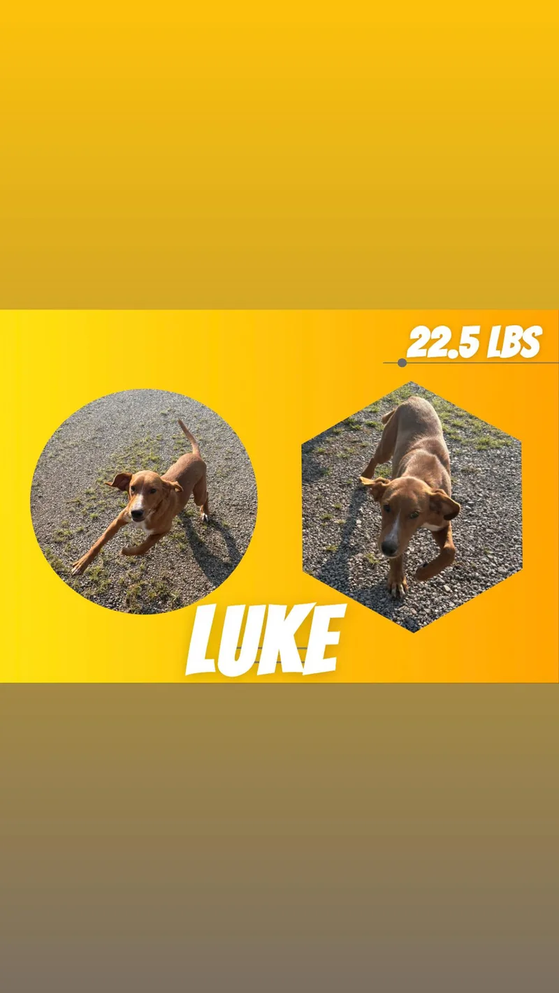 A young small-sized male Red / Chestnut / Orange Coonhound dog named Luke for adoption in McArthur, OH