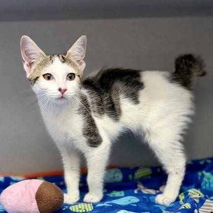 A baby small-sized female White Domestic Short Hair cat named Hadley for adoption in Atlanta, GA