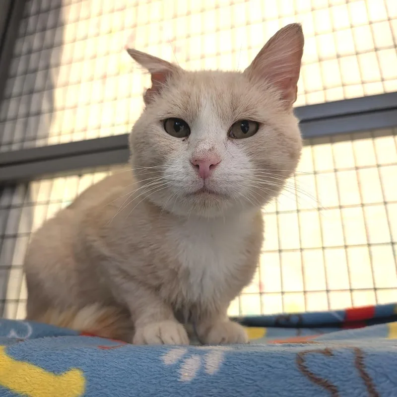 An adult medium-sized male Buff / Tan / Fawn Domestic Short Hair cat named Mulch for adoption in Charlottesville, VA