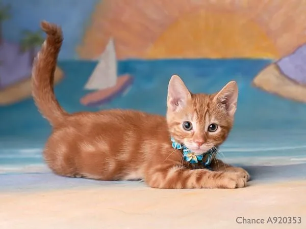 A baby small-sized male Domestic Short Hair cat named Chance for adoption in Sacramento, CA