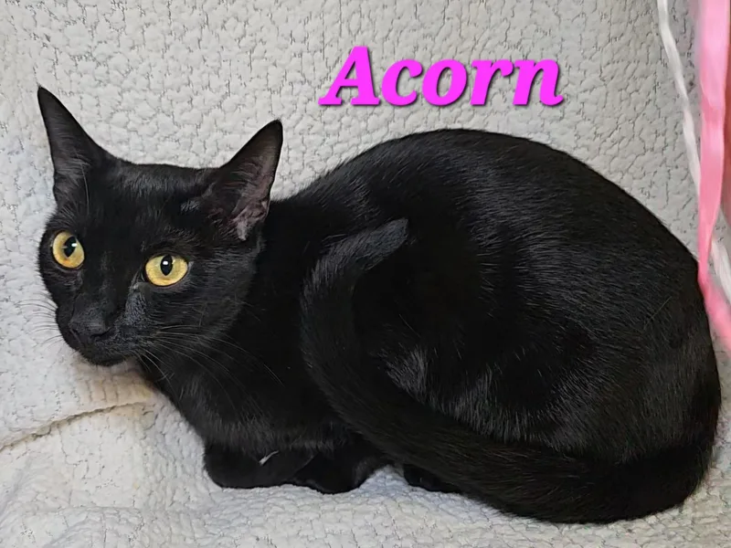 An adult medium-sized female Black Domestic Short Hair cat named Acorn for adoption in Macon, GA