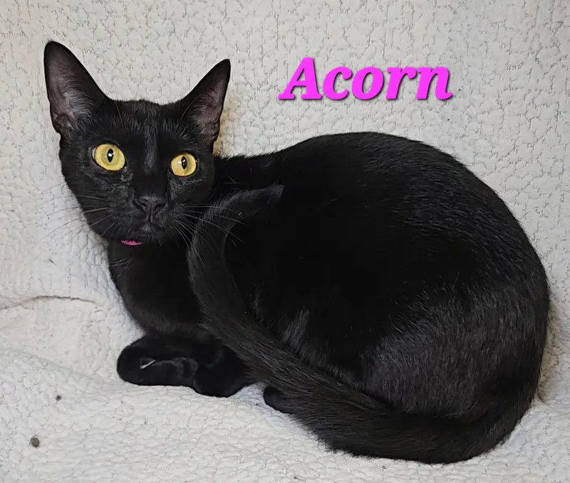 Acorn thumbnail 2