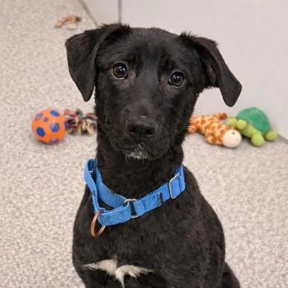 An adult medium-sized female Mixed Breed dog named Denali for adoption in Voorhees, NJ
