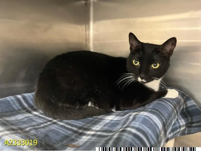 An adult medium-sized male Domestic Short Hair cat named Smuggy for adoption in West Palm Beach, FL