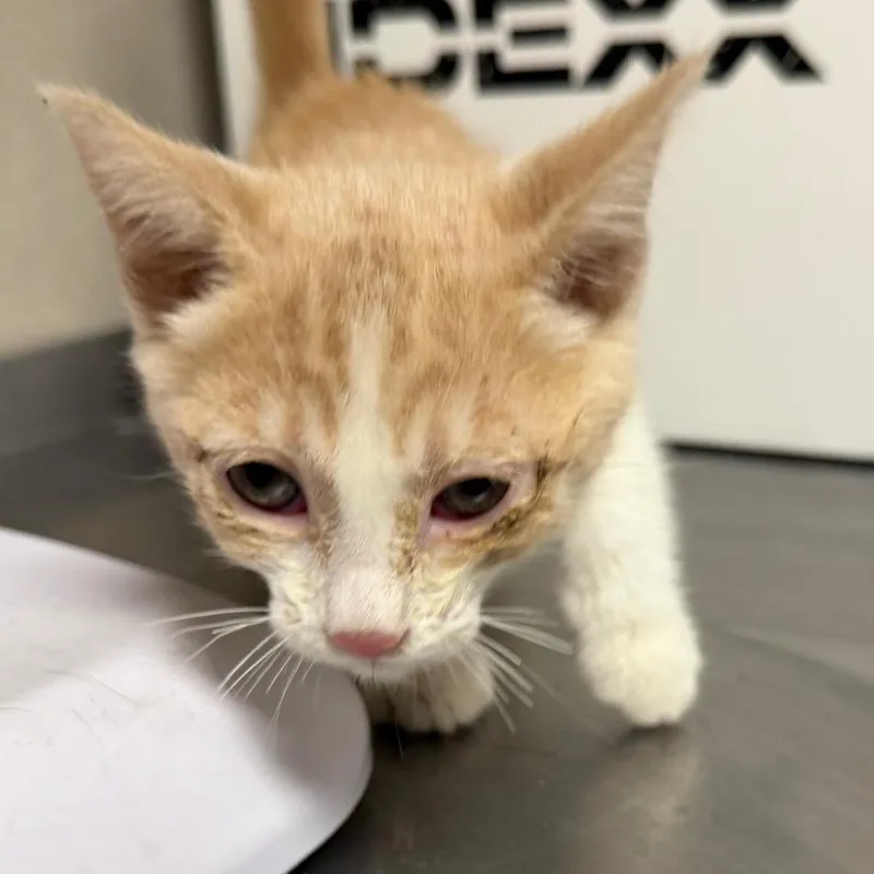 A baby small-sized female Orange / Red Domestic Short Hair cat named Applepie for adoption in Yuma, AZ