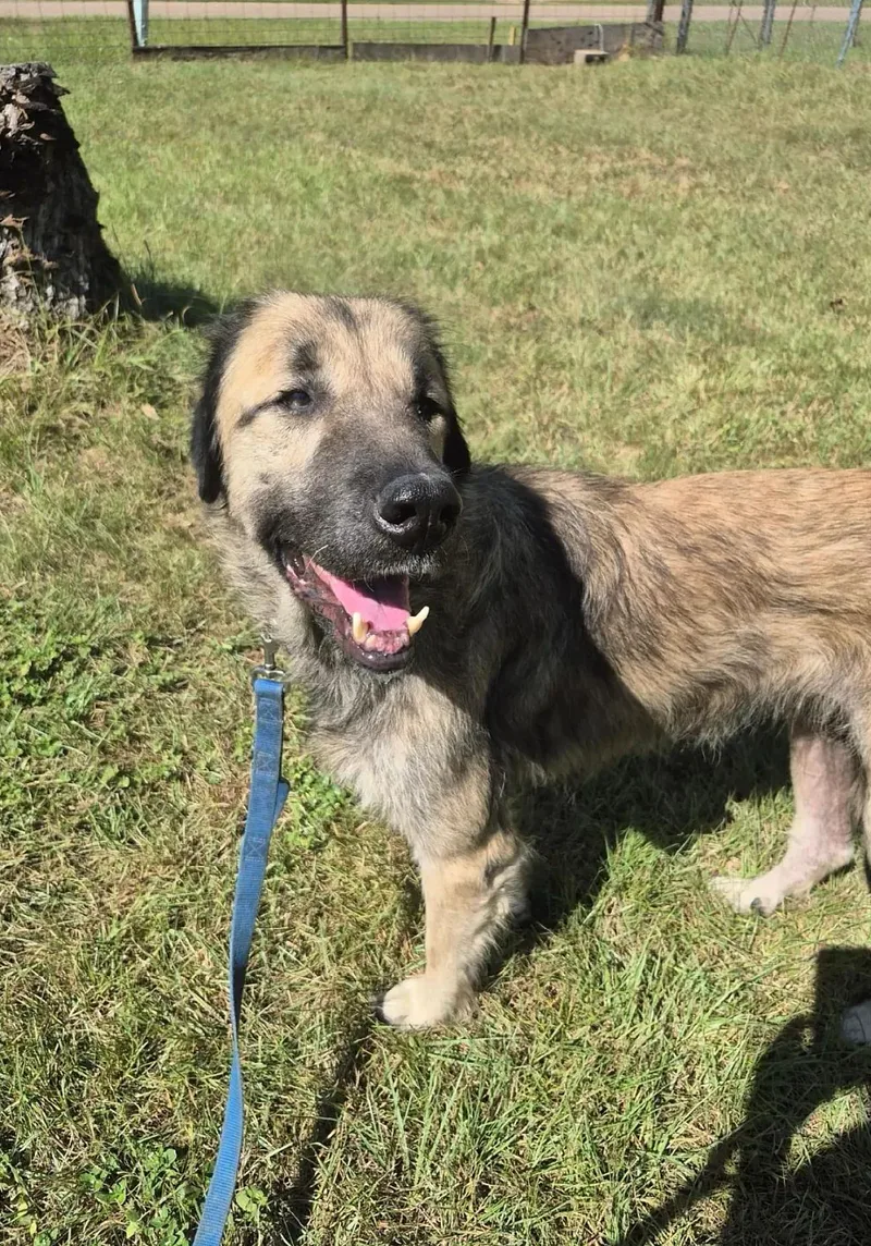 Samoan  Oh So thumbnail 3