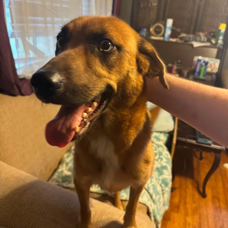 A young medium-sized female Yellow / Tan / Blond / Fawn Mixed Breed dog named Gojo for adoption in Columbus, GA
