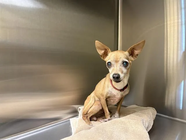 Gracie
