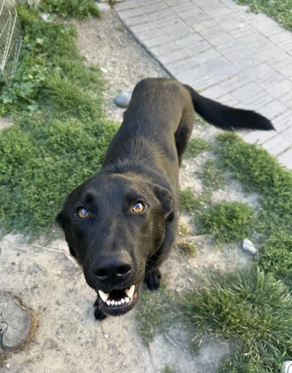 An adult large-sized male Shepherd dog named Soda Bread for adoption in Santa Rosa, CA