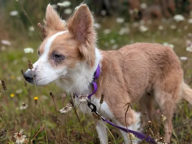 A senior medium-sized female Border Collie dog named Indy for adoption in McKinleyville, CA