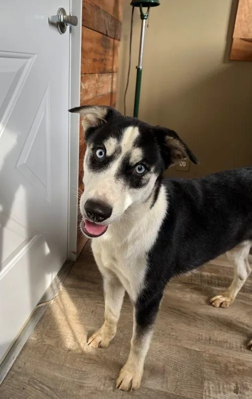 A baby medium-sized female Husky dog named Sierra for adoption in Genoa, IL