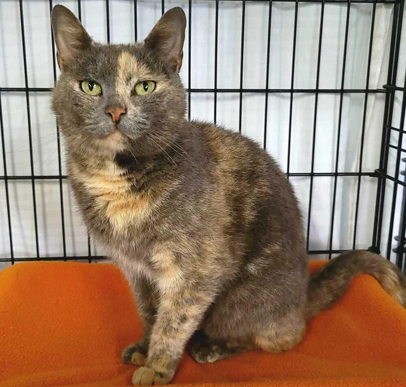 An adult medium-sized female Domestic Medium Hair cat named Violet for adoption in Jessup, MD