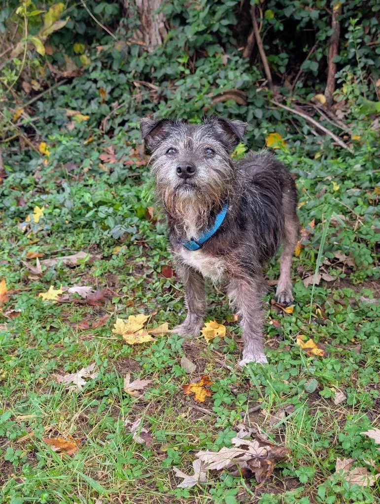 A senior small-sized male Black Shih Tzu dog named Charlie for adoption in Maysville, KY