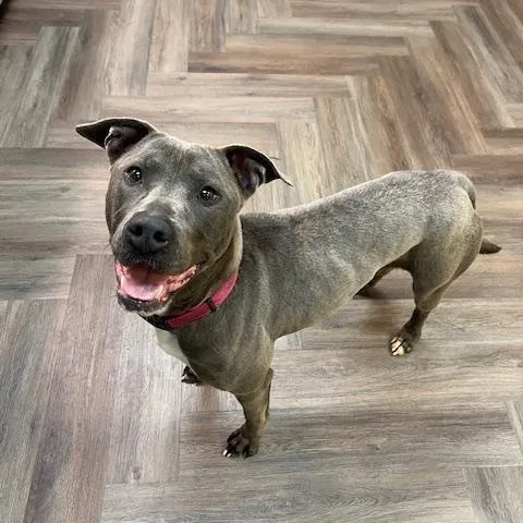 A senior medium-sized female American Staffordshire Terrier dog named Mia for adoption in Corsicana, TX