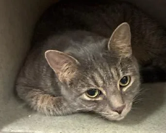 An adult small-sized male Domestic Short Hair cat named Moose for adoption in Madison, NJ