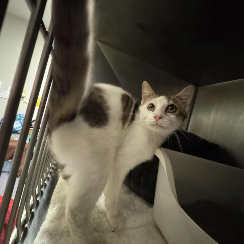 An adult medium-sized male Brown / Chocolate Domestic Short Hair cat named Rusty for adoption in Edwardsville, IL