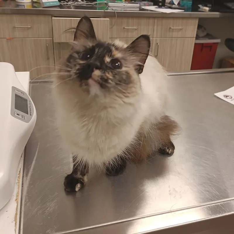 A young small-sized female Cream / Ivory Domestic Long Hair cat named Merry for adoption in Chattanooga, TN