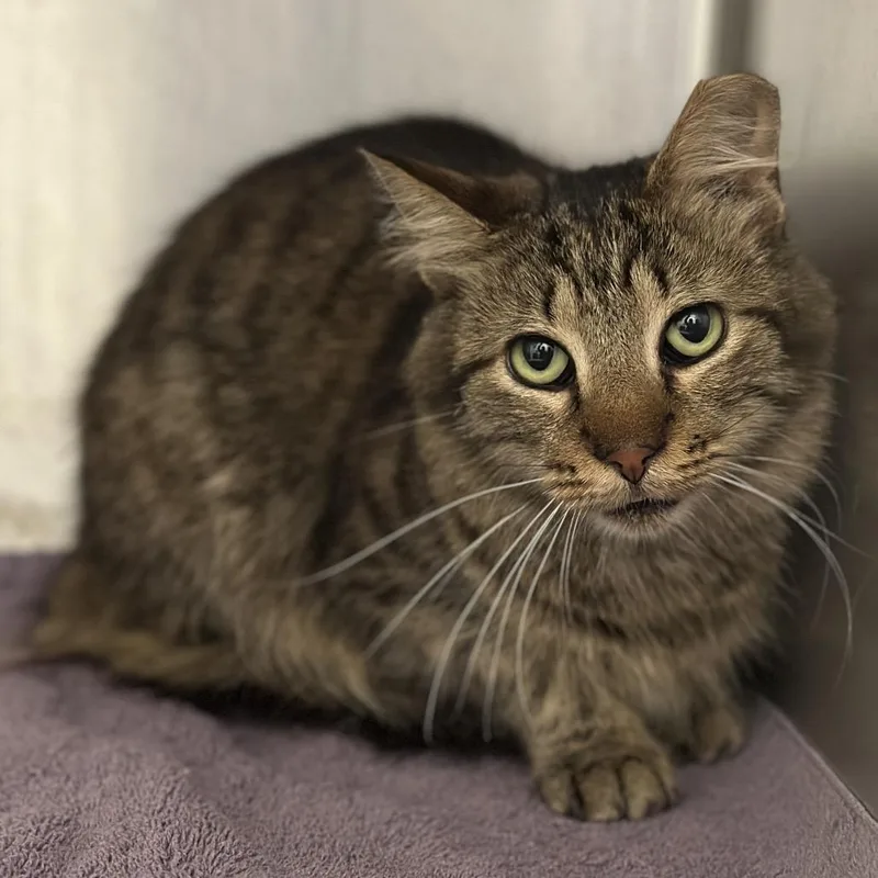 An adult medium-sized female Brown / Chocolate Domestic Short Hair cat named Two Tone for adoption in Matteson, IL