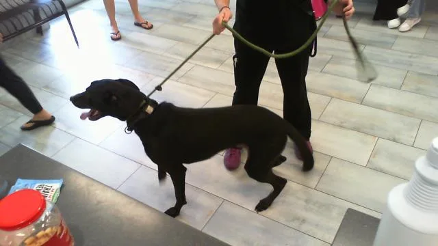 A young small-sized male Labrador Retriever dog named Gator for adoption in Charlotte, NC