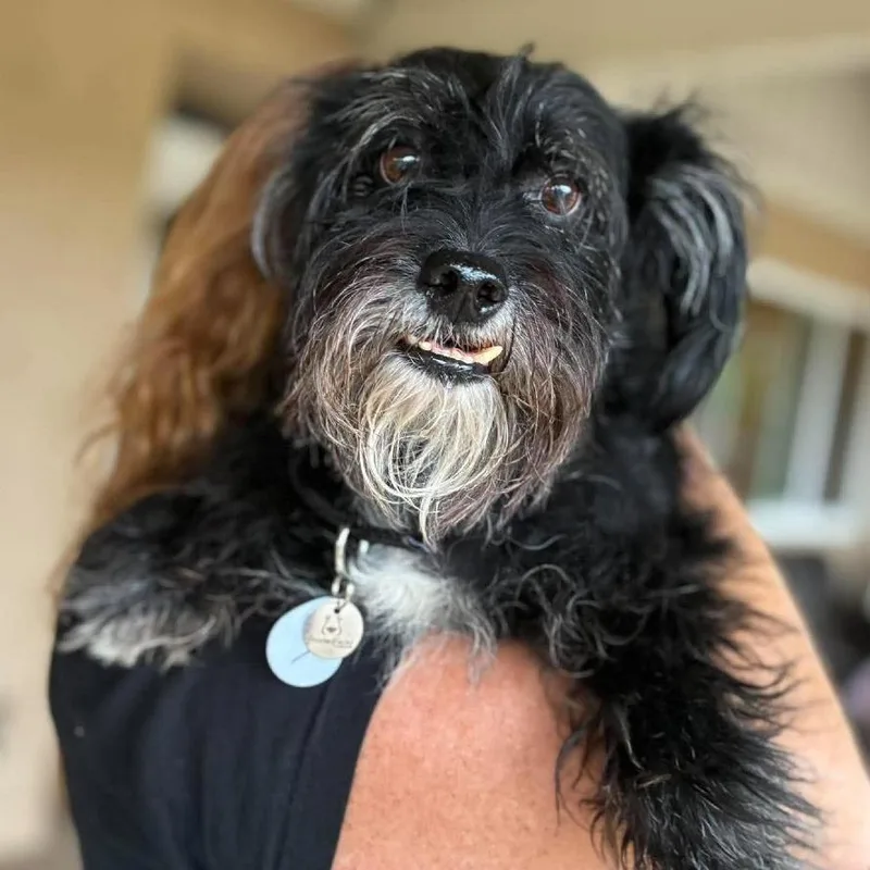 A senior small-sized male Corgi dog named Ziggy for adoption in Ramona, CA