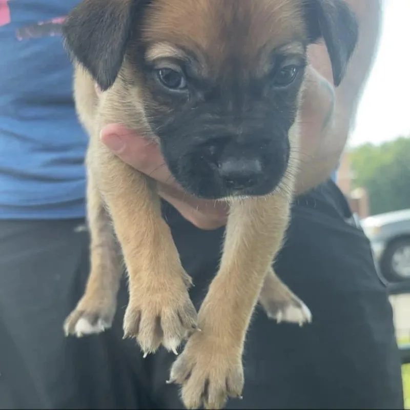 A baby medium-sized male Yellow / Tan / Blond / Fawn German Shepherd Dog dog named WV Puppy Sheldon for adoption in Fairfax Station, VA