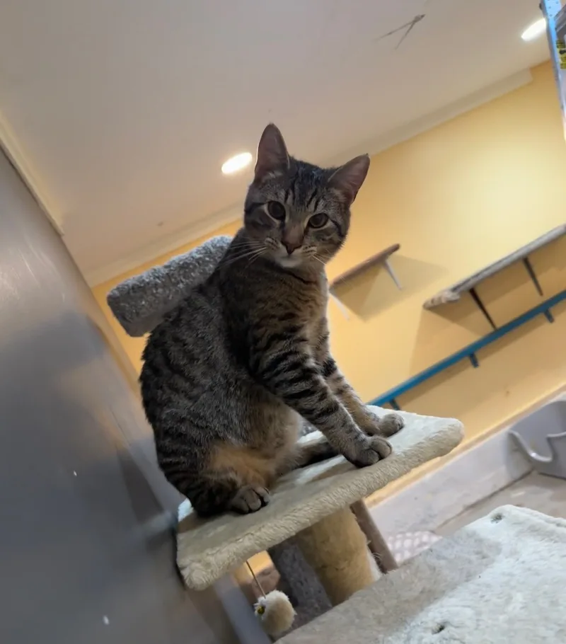 An adult small-sized male Tabby (Gray / Blue / Silver) Domestic Short Hair cat named Ash for adoption in Crockett, CA