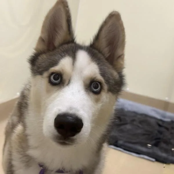 A young medium-sized male Siberian Husky dog named Denali for adoption in Walnut Creek, CA