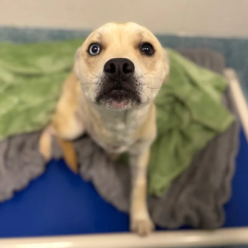 A young medium-sized female Yellow / Tan / Blond / Fawn Yellow Labrador Retriever dog named Nimbus for adoption in Greensboro, NC