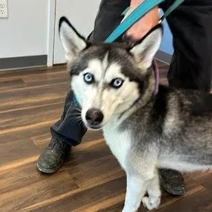 An adult medium-sized female Black Husky dog named Maya for adoption in Jeffersonville, IN