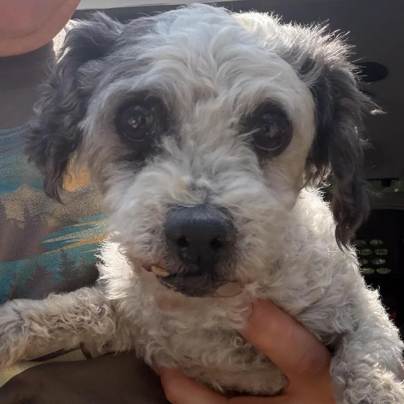 A senior small-sized female Black Poodle dog named Holly for adoption in Peyton, CO