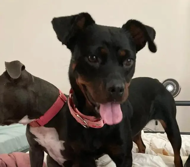 An adult medium-sized female Rottweiler dog named Cherry for adoption in Polk, OH