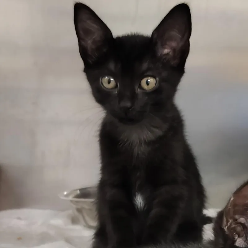A baby small-sized male Domestic Short Hair cat named Clavel for adoption in Vieques, PR