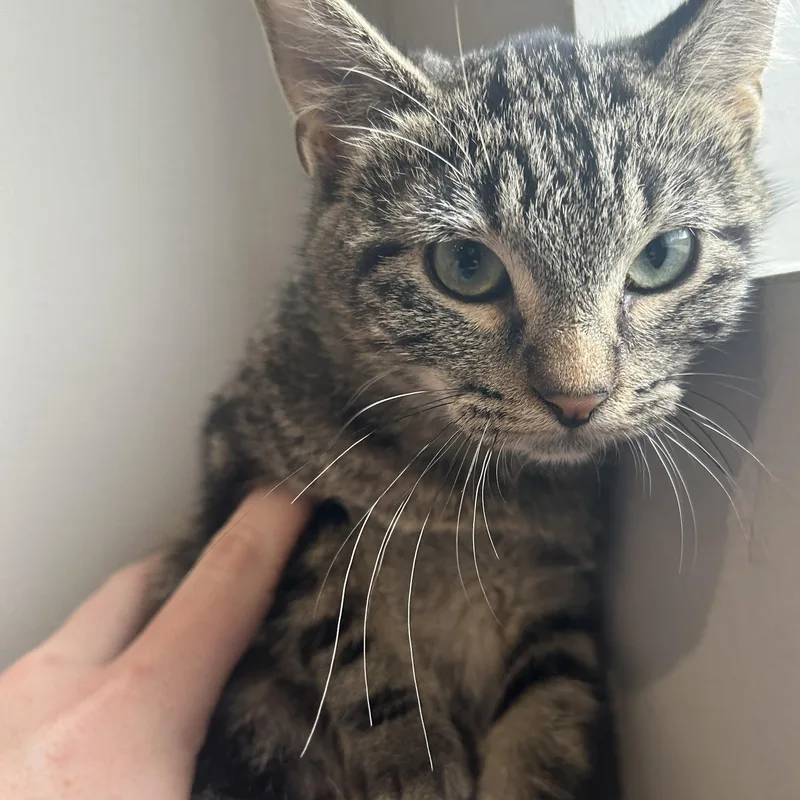 A baby small-sized male Domestic Short Hair cat named Jones for adoption in Seward, NE