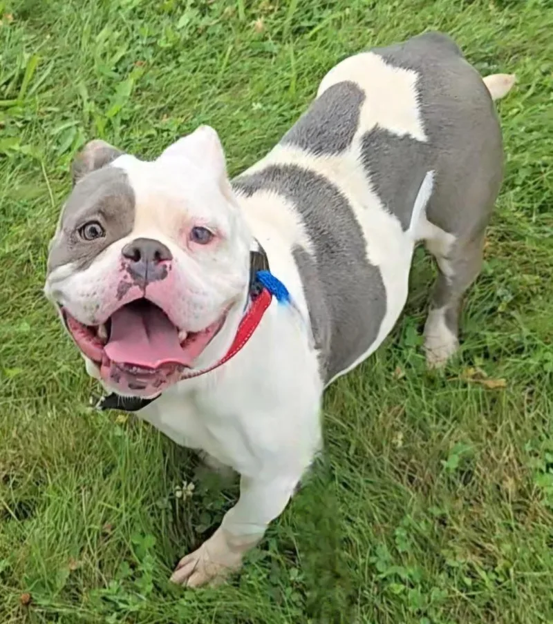 An adult medium-sized female English Bulldog dog named Lexi for adoption in Sandusky, OH