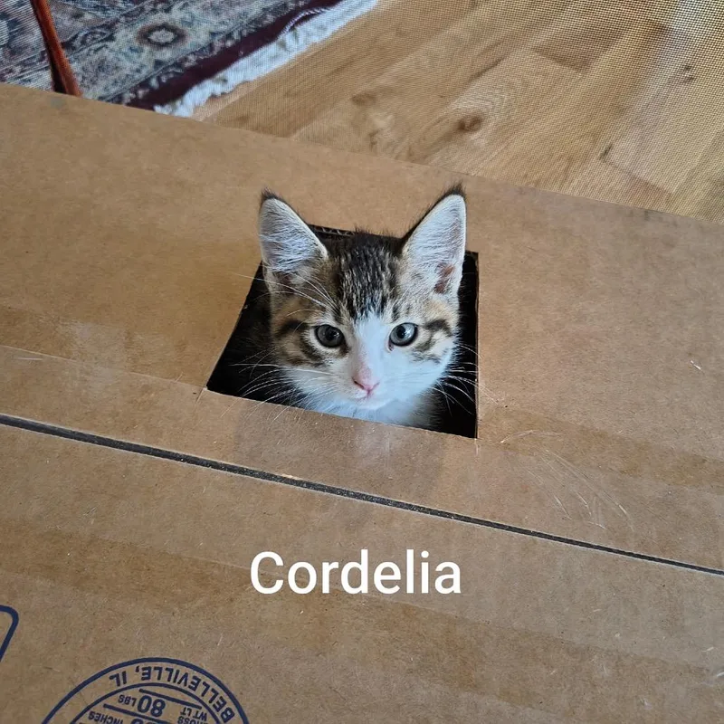 A baby small-sized female Brown / Chocolate Domestic Short Hair cat named Cordelia for adoption in Ferndale, WA