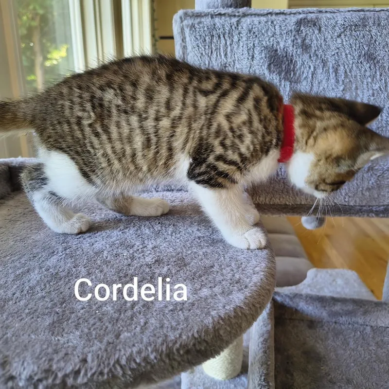 Cordelia thumbnail 2