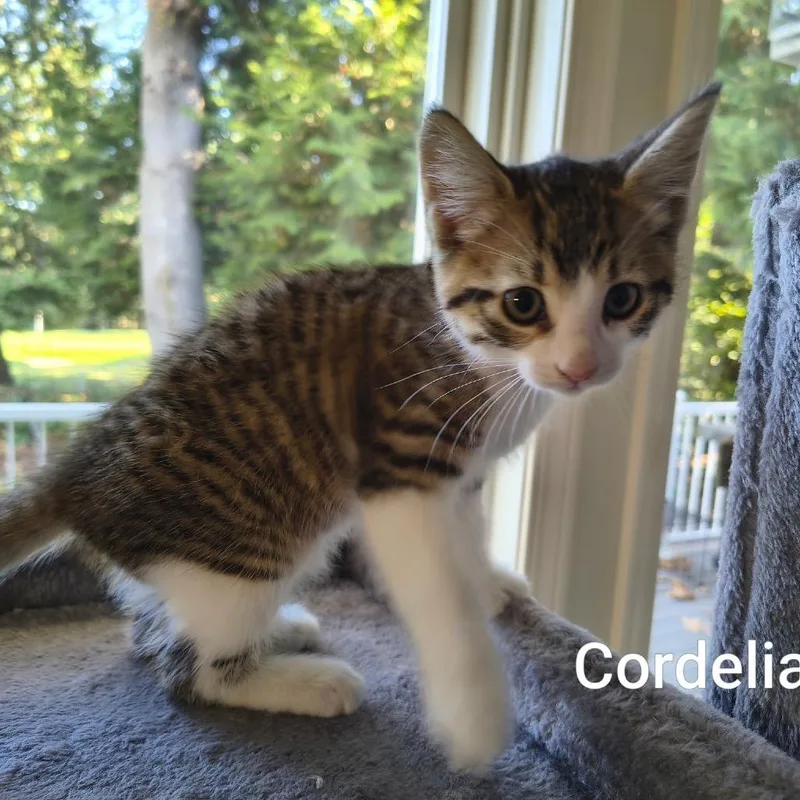 Cordelia thumbnail 5