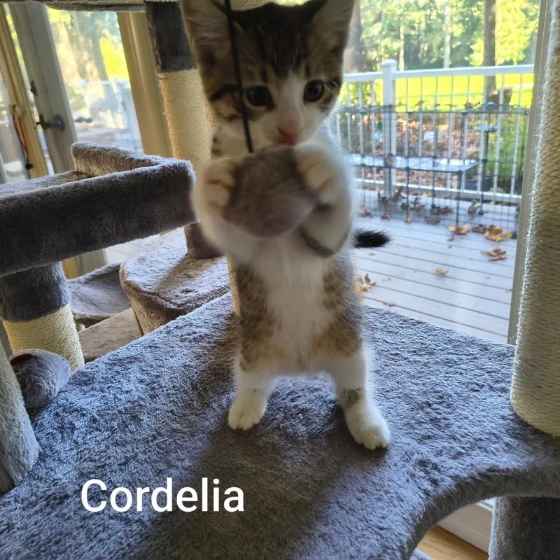 Cordelia thumbnail 6