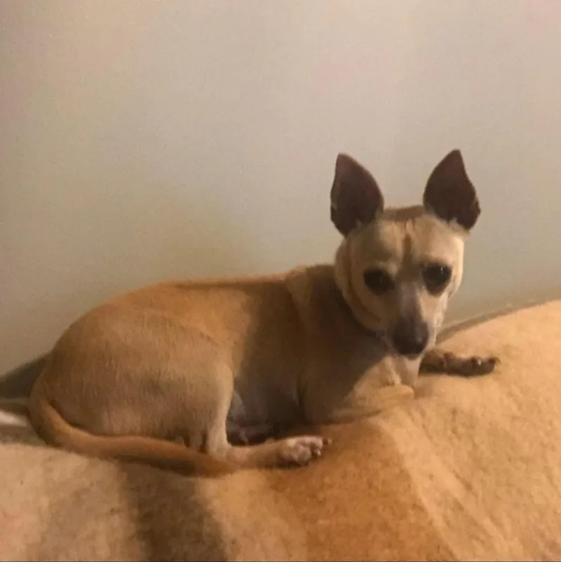 A young small-sized male Chihuahua dog named Chico for adoption in Morganville, NJ