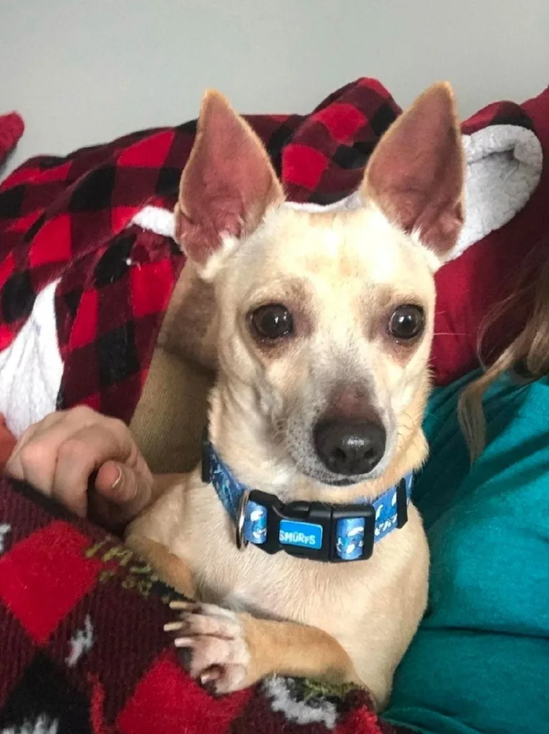 Chico thumbnail 3
