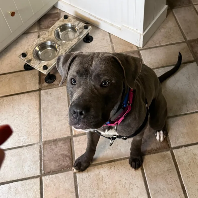 An adult medium-sized male Gray / Blue / Silver Mixed Breed dog named Carlisle for adoption in Pittsburgh, PA