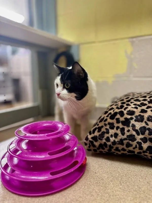 An adult medium-sized male Black & White / Tuxedo Domestic Short Hair cat named Jack for adoption in Wooster, OH