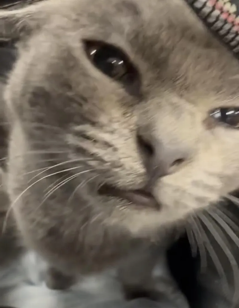 A baby medium-sized female Domestic Short Hair cat named Cinder for adoption in Detroit, MI