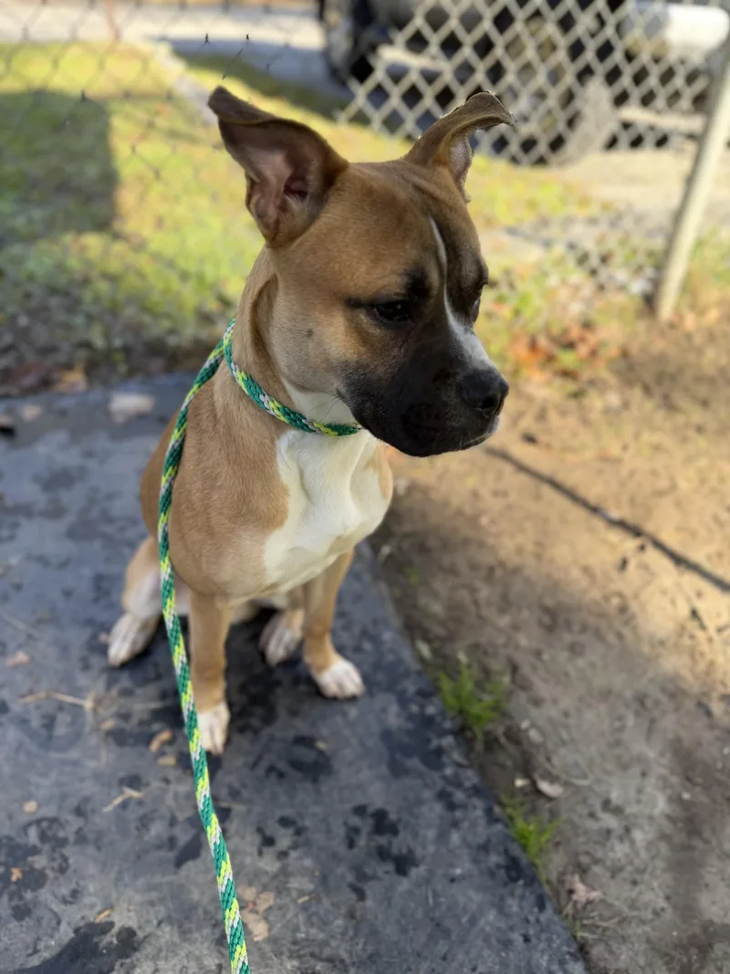 A young large-sized male Boxer dog named Kairo for adoption in Petersburg, VA