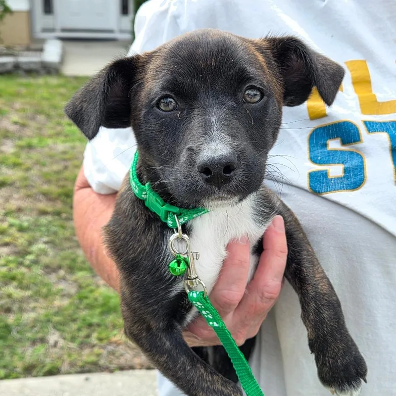 A baby small-sized female Brindle Miniature Pinscher dog named Espresso Bean for adoption in Merritt Island, FL