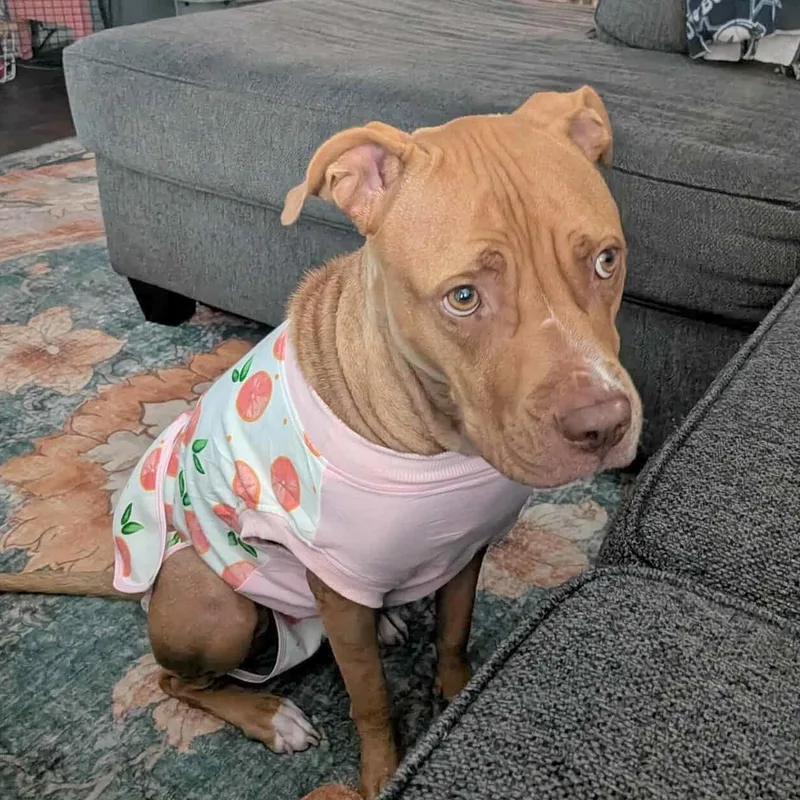 Cinnamon Sugar thumbnail 2