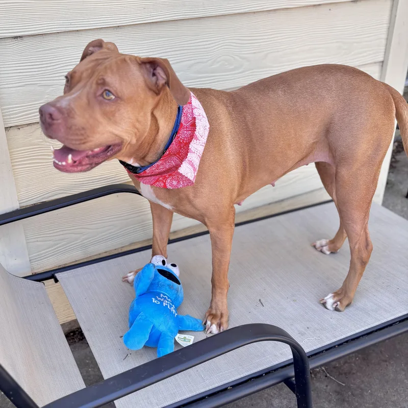 Cinnamon Sugar thumbnail 3