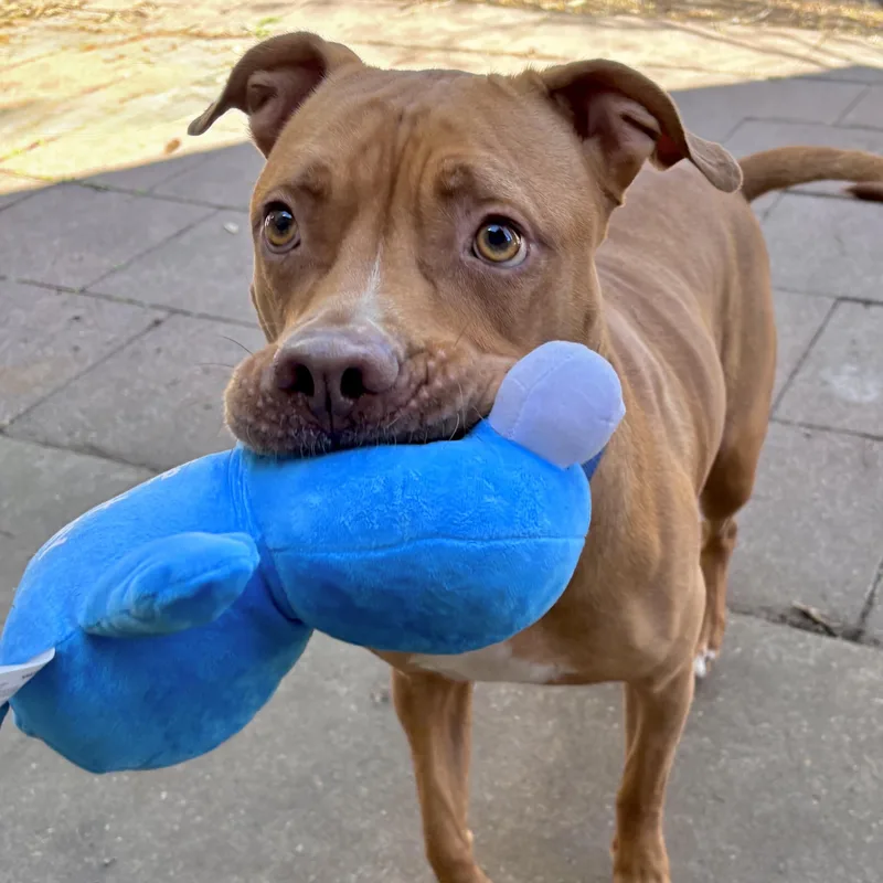 An adult large-sized female Golden Terrier dog named Cinnamon Sugar for adoption in Corpus Christi, TX