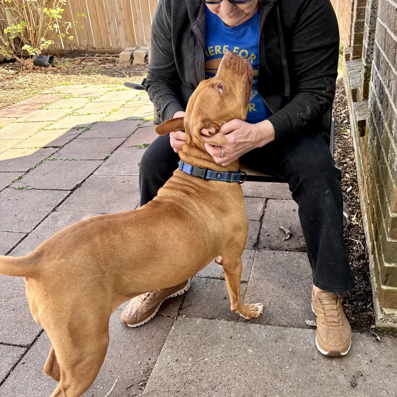 Cinnamon Sugar thumbnail 5