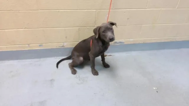A young medium-sized male Pit Bull Terrier dog named Edward for adoption in Tulsa, OK